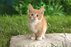 Curious Tabby Kitten9280012966 300x200 - Curious Tabby Kitten - Tabby, Kitten, Dogs, Curious